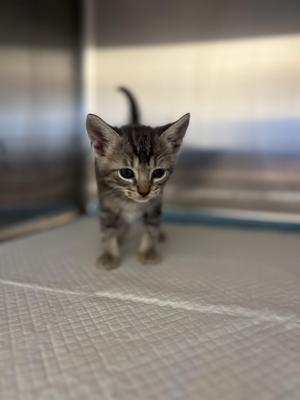 A small tabby kitten standing on a textured surface, looking directly at the camera.
