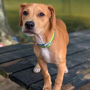 Captain Seabreeze 06-0309, Hound, Plott, puppy, available for adoption