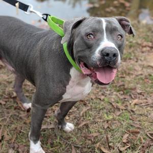 Bartley 10-2743, Terrier, American Pit Bull, adult, available for adoption
