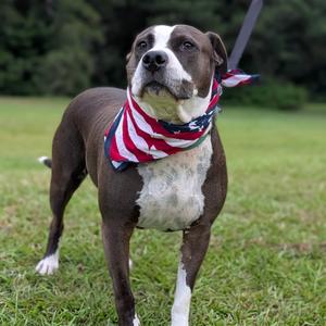 Crash 07-1215, Bulldog, American, senior, available for adoption