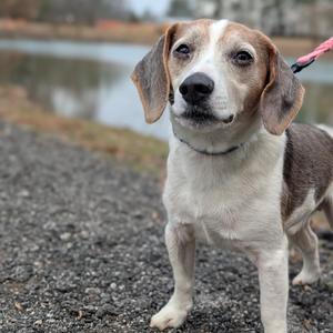 A close-up of a beagle dog with brown and white fur, standing on a gravel path next to a body of water.