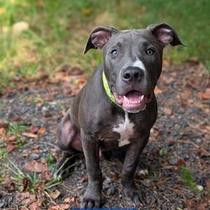 A black pit bull with a white chest and a green collar, sitting on a gravel path with grass in the background.