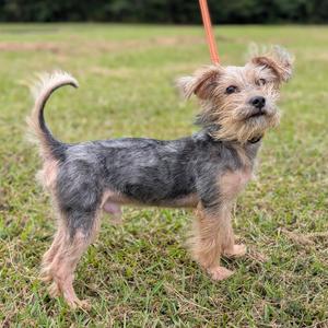 A small dog with a shaggy coat standing on grass, holding a leash.