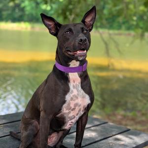 Black Widow 01-1114, Terrier, American Staffordshire, adult, available for adoption