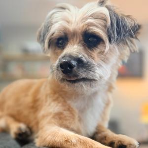A small dog with a fluffy, light brown and white coat is lying down. Its ears are floppy, and it has dark eyes and a black nose. The background is blurred, focusing on the dog.