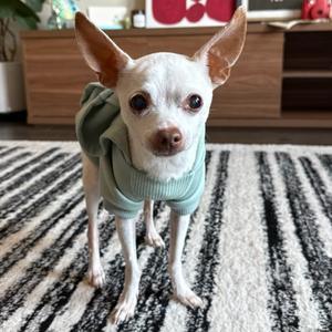 Empawnada 07-0804, Chihuahua, Short Coat, senior, available for adoption