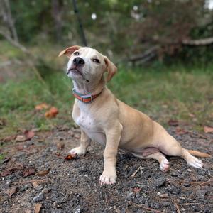 A light brown dog with a white chest and paws, wearing an orange collar, sitting on a dirt path in a grassy area.