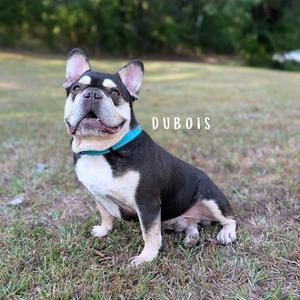 Dubois 03-2541, Bulldog, French, adult, available for adoption