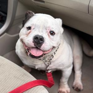 Baconator 04-2420, Bulldog, English, adult, available for adoption