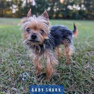 A small dog with long, shaggy fur standing on grass. The dog has a mix of brown and black fur, with a fluffy face and pointed ears. The background is a blurred green field with trees. The text "BABY SHARK" is visible at the bottom of the image.