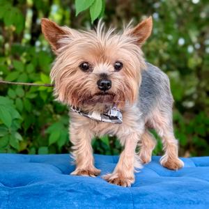 DJ 04-2421, Terrier, Yorkshire, Yorkie, senior, available for adoption