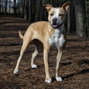 Bonnie 04-2230, Boxer, adult, available for adoption