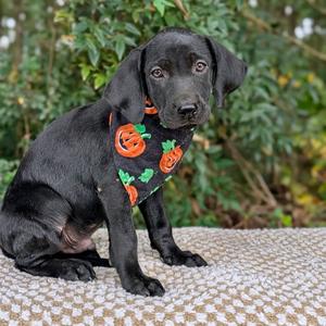 Cornelius 09-2426, Retriever, Black Labrador, puppy, available for adoption