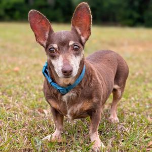 Coco 04-2822, Dachshund, senior, available for adoption