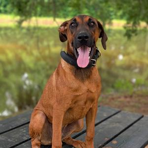 Benedict 03-0803, Shepherd, German, adult, available for adoption
