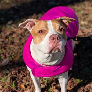 Athena 07-0806, Terrier, Pit Bull, adult, available for adoption