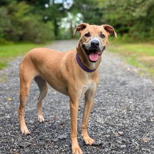 Francesca 12-1724, Shepherd, German, adult, available for adoption