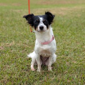 A black and white dog with a pink collar sitting on grass.