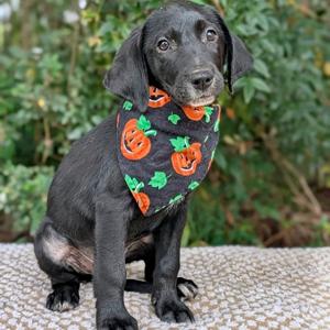 Butternard 09-2425, Retriever, Black Labrador, puppy, available for adoption