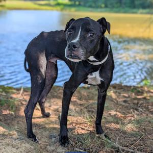 Erik 08-1911, Terrier, American Pit Bull, adult, available for adoption