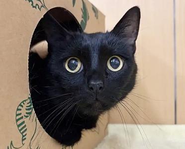 FLUFFY, senior, available for adoption