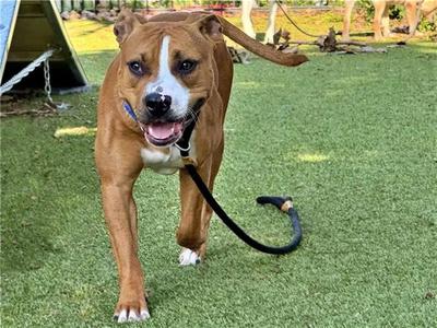 BARKLEY, Pit Bull Terrier, young, available for adoption