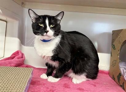 MAX, adult, available for adoption