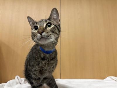 HERCULES, adult, available for adoption
