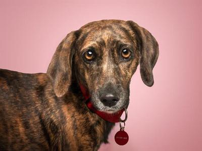 CINNAMON, Plott Hound, adult, available for adoption