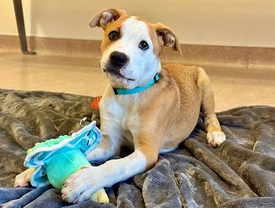 CORBIN, Terrier, puppy, available for adoption