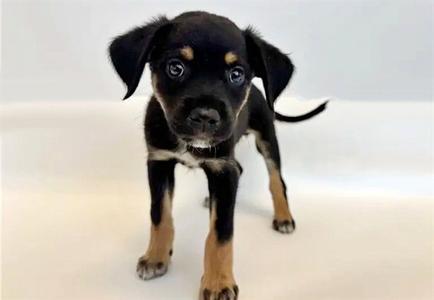 ELMO, Terrier, puppy, available for adoption