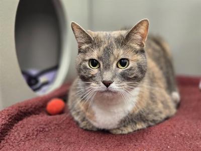 A gray and white cat with green eyes sitting on a red blanket.