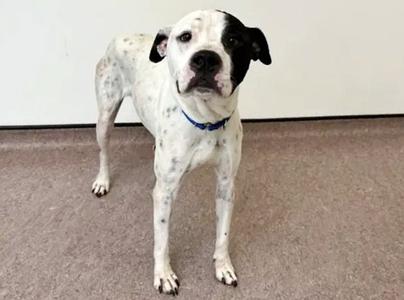 BELLA, American Bulldog, adult, available for adoption