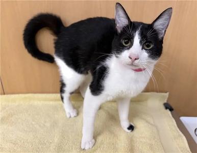 DOTTI, young, available for adoption