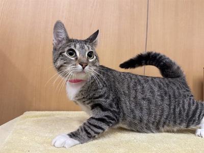 FOXIE, young, available for adoption