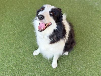 BONNIE, Border Collie, adult, available for adoption