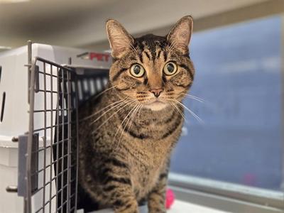 A tabby cat sitting inside a pet carrier, looking directly at the camera with wide eyes.