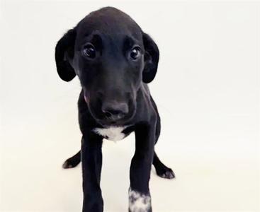 FERRARI, Terrier, puppy, available for adoption