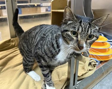 HARRY PAWTER, adult, available for adoption