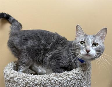 LYNC, adult, available for adoption