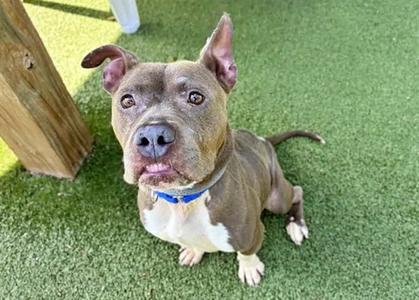 ABBY, Pit Bull Terrier, adult, available for adoption