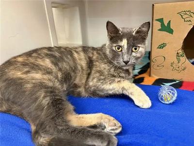 MAMA, adult, available for adoption