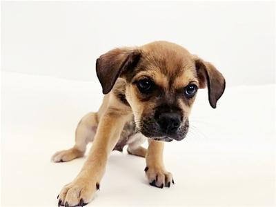 EDDIE, Terrier, puppy, available for adoption