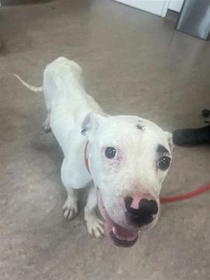 BONES, Pit Bull Terrier, young, available for adoption