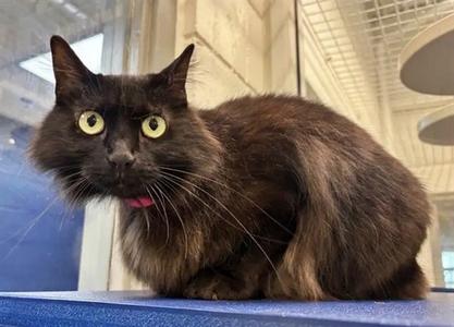 JJ, senior, available for adoption