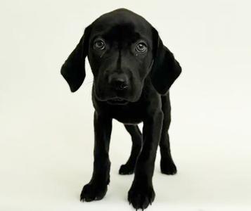 BONNIE, Labrador Retriever, puppy, available for adoption