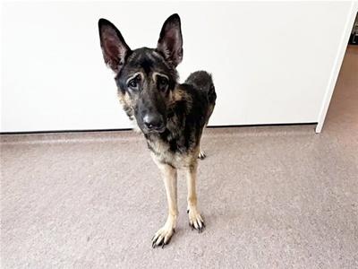GASTON, German Shepherd Dog, adult, available for adoption