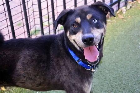 FRANK, Siberian Husky, adult, available for adoption