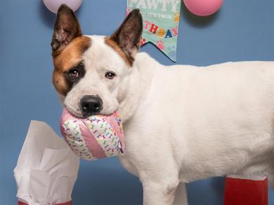 BOOMER, Akita, adult, available for adoption