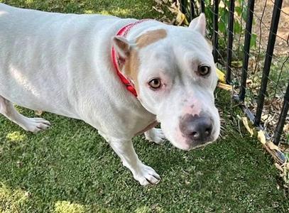 COCONUT, Dogo Argentino, adult, available for adoption